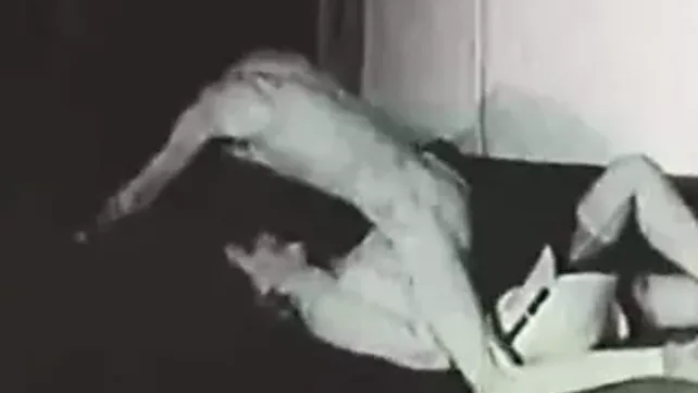 Looney tunes секс видео көрсетеді